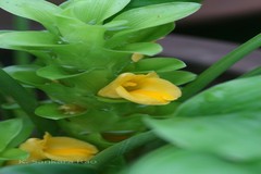 Curcuma ecalcarata